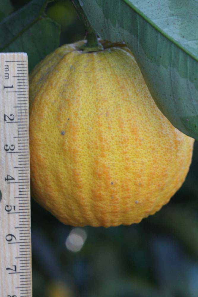              Fruit (Riverside, CA)       